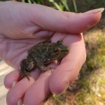 Frog Date: 08.27.19