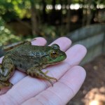 Frog Date 07.31.19