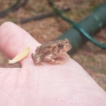 Frog Date: 08.03.19