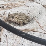 Frog Date: 09.17.19
