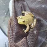 Frog Date: 10.03.19