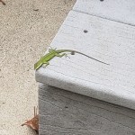 Frog Date: 09.25.19